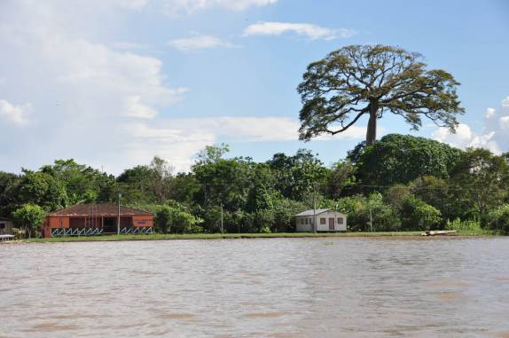 Uma gigantesca Samaúma, na região de Tefé, no Amazonas